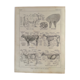 Lithograph on the anatomy of the cow from 1921