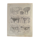 Lithograph on the anatomy of the cow from 1921