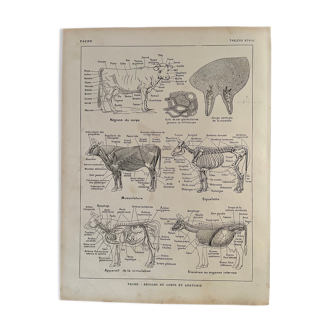 Lithograph on the anatomy of the cow from 1921