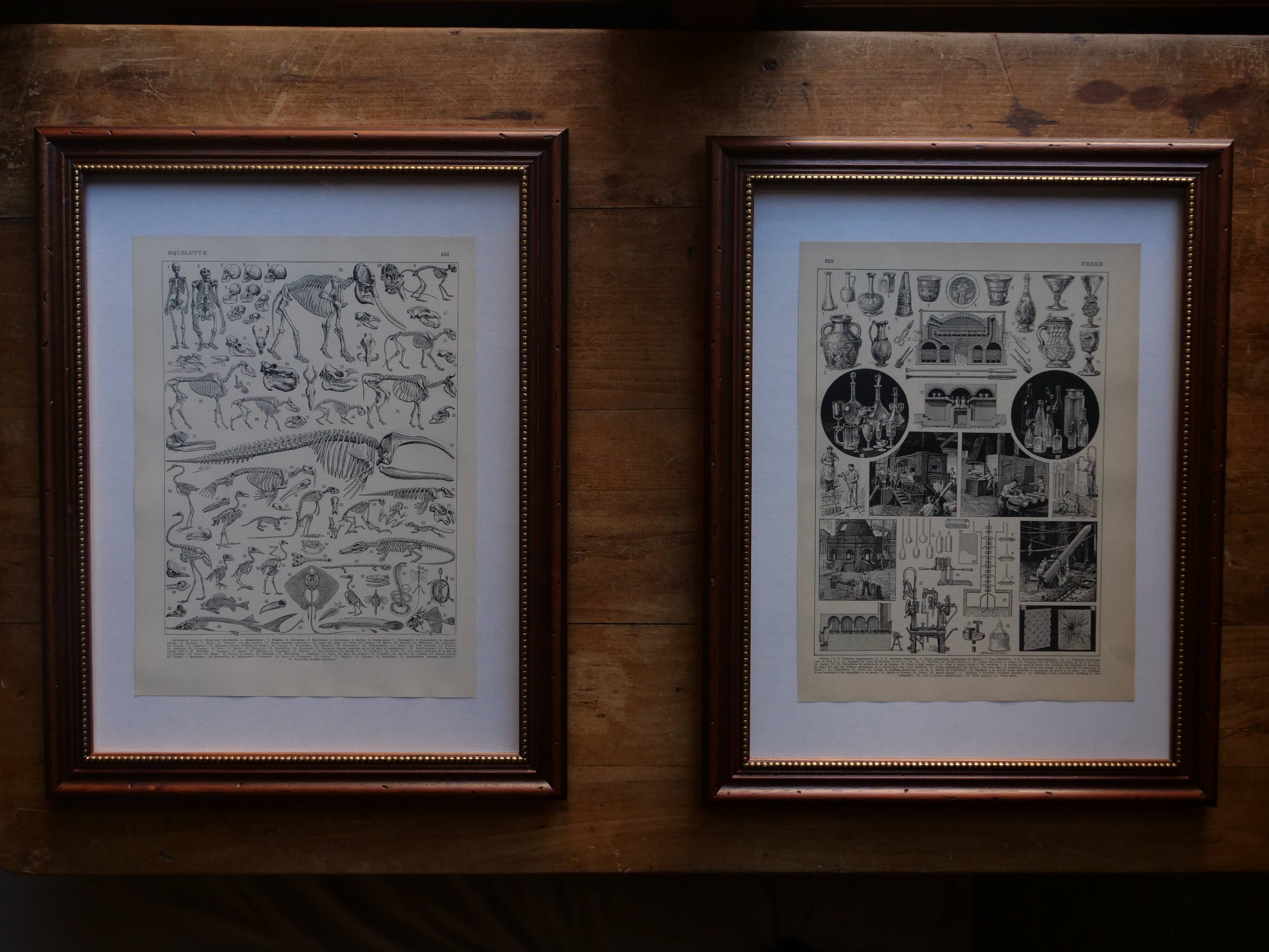 Page 1 of 12 Original lithograph on insects