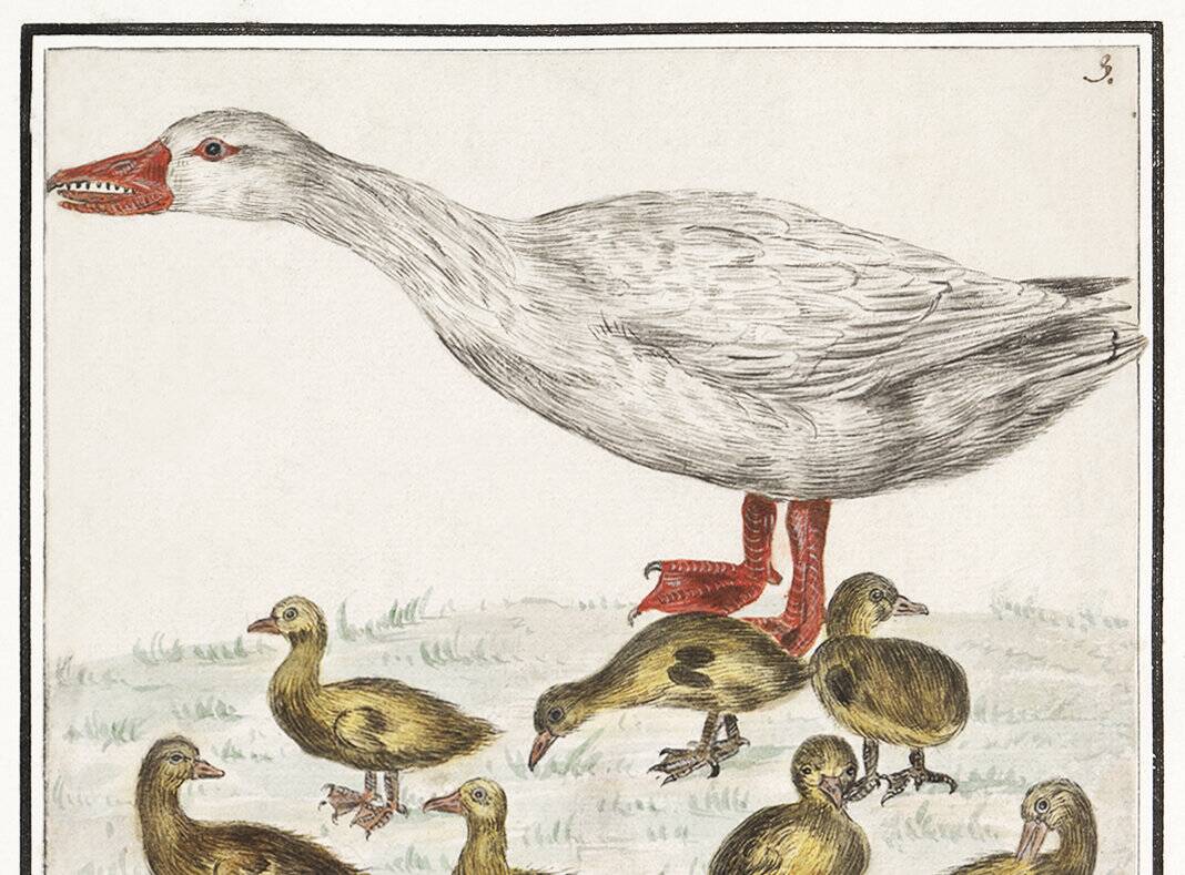 Small poster on "Geese and their ducklings", after an old engraving