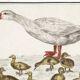 Small poster on "Geese and their ducklings", after an old engraving