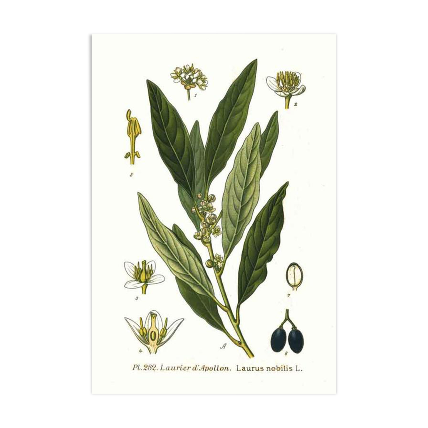 Vintage Apollo Laurier botanical poster