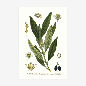 Affiche botanique Laurier d'Apollon vintage