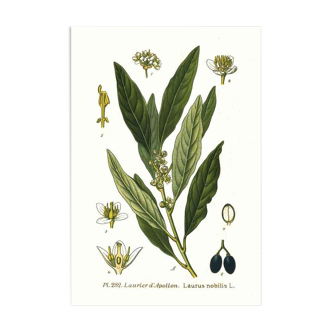 Affiche botanique Laurier d'Apollon vintage