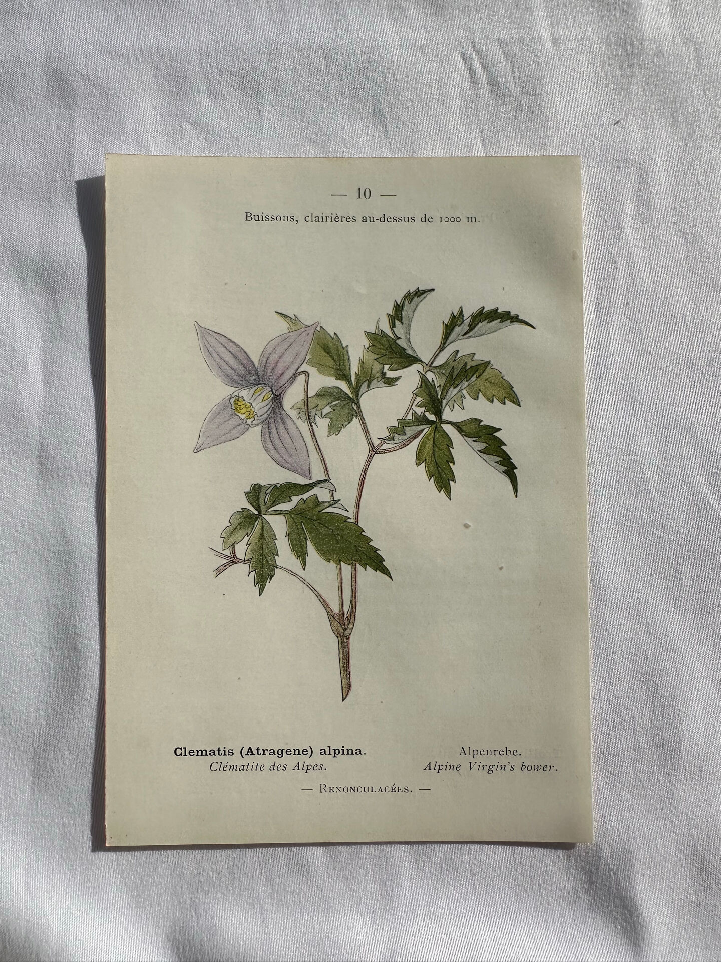 Planche Naturaliste – Gravure botanique ancienne 19eme  recto verso