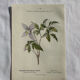 Planche Naturaliste – Gravure botanique ancienne 19eme  recto verso