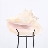 Shell on metal tripod base, 1950s