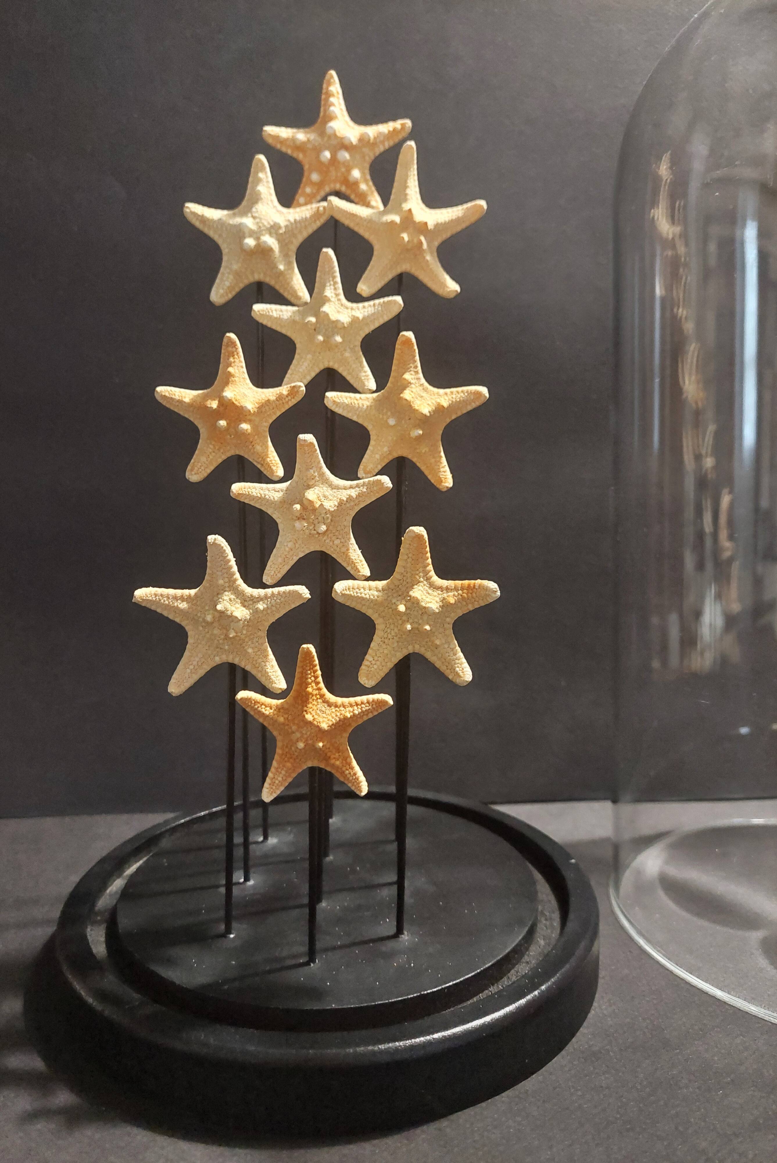 Cabinet de Curiosités globe aux étoiles de mer protoreaster nodosus