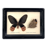 Black window frame with stuffed butterflies, 1970s