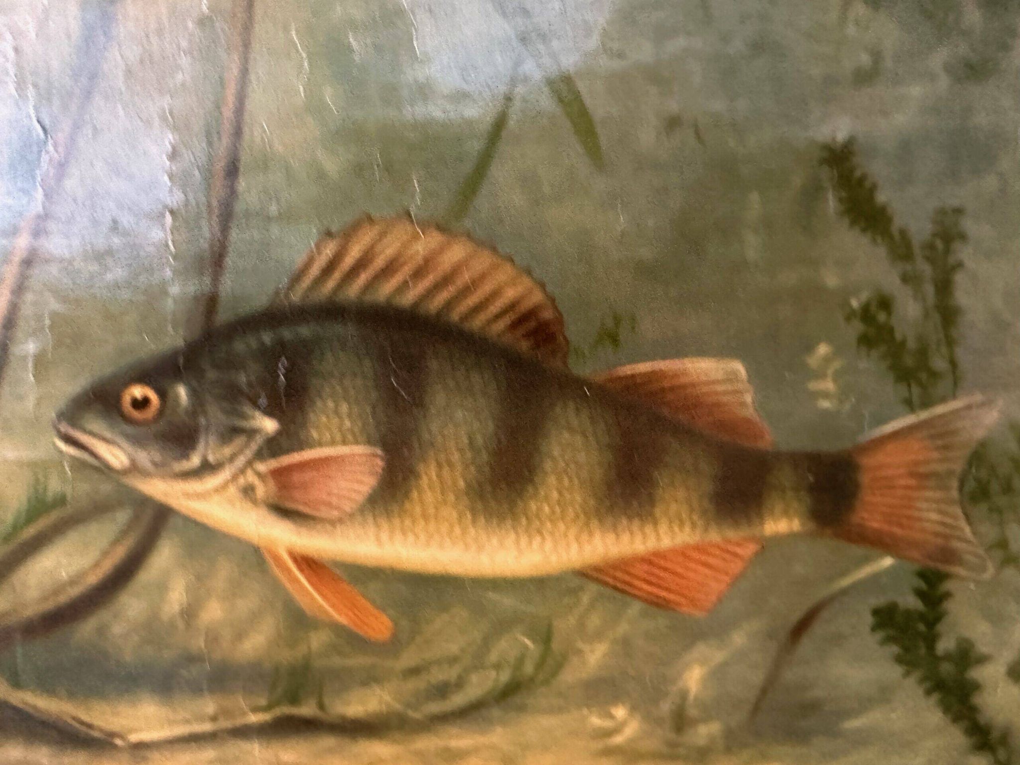 Affiche scolaire en lin vintage – Poissons d'eau douce