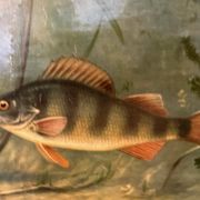 Affiche scolaire en lin vintage – Poissons d'eau douce