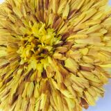 Yellow Jujuhat 55 cm