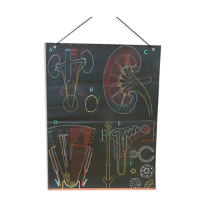 Affiche scolaire vintage