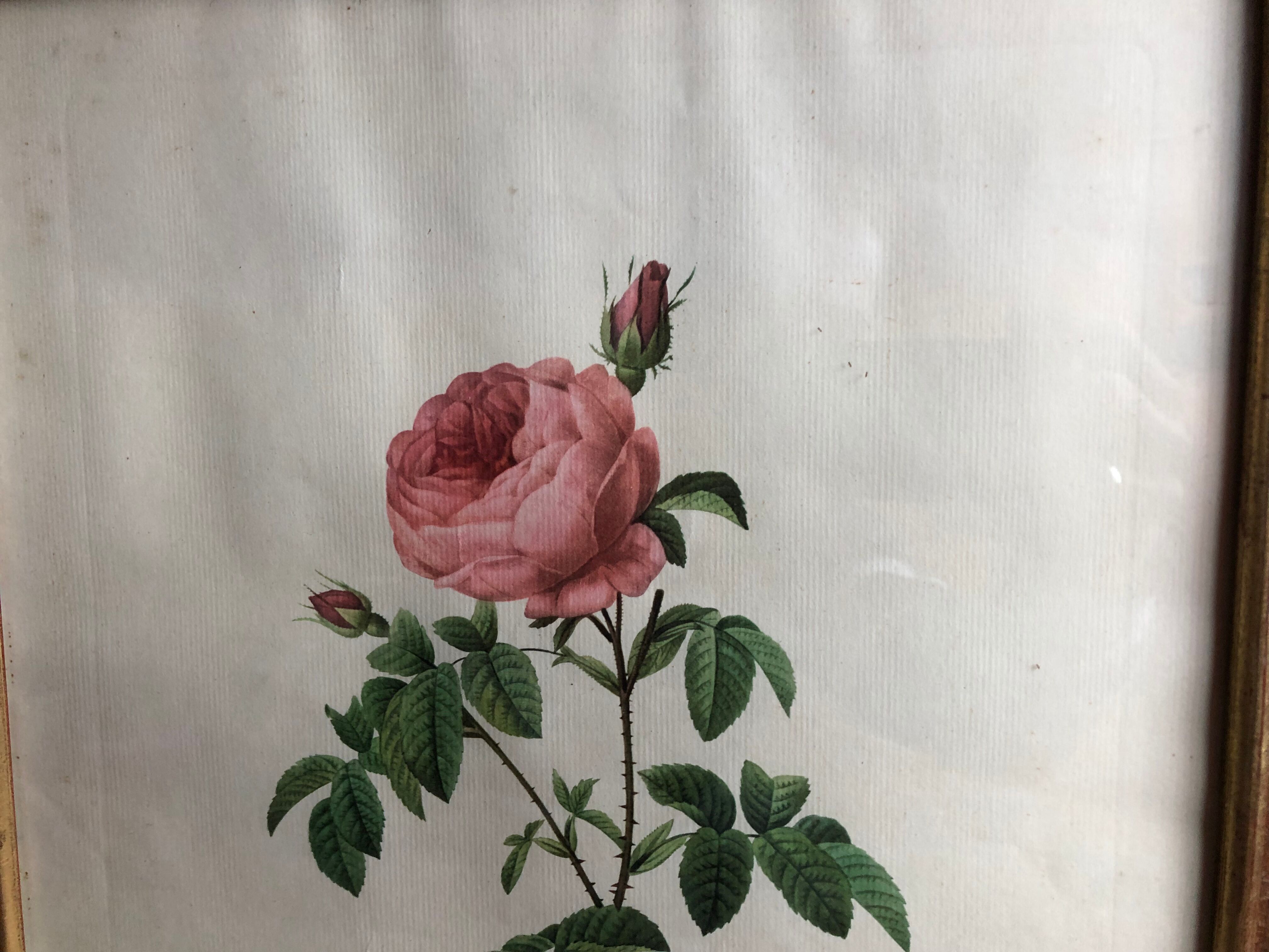 Ancienne lithographie planche botanique rose cent feuilles bordeaux vintage