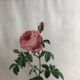 Ancienne lithographie planche botanique rose cent feuilles bordeaux vintage