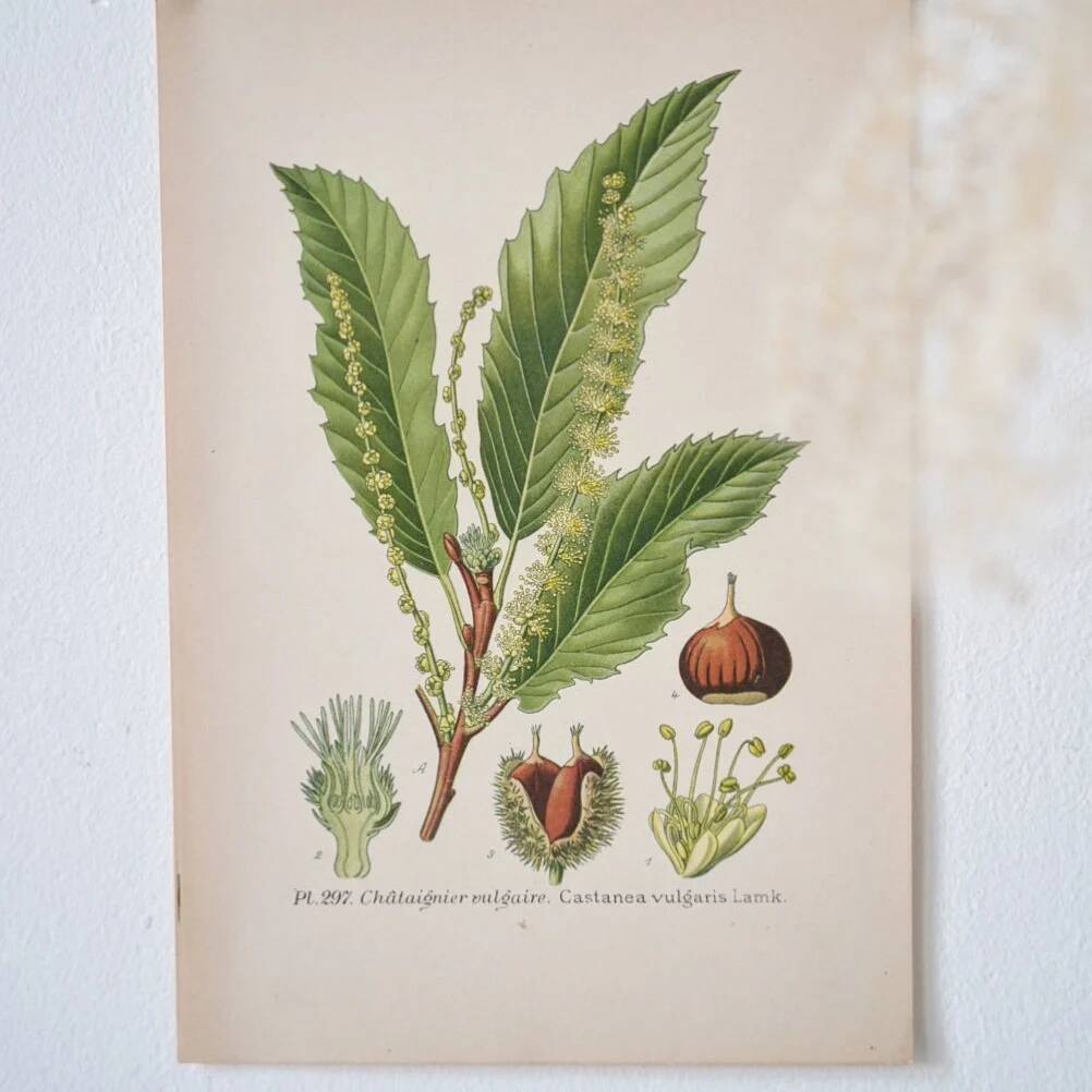 Planche de botanique Châtaignier