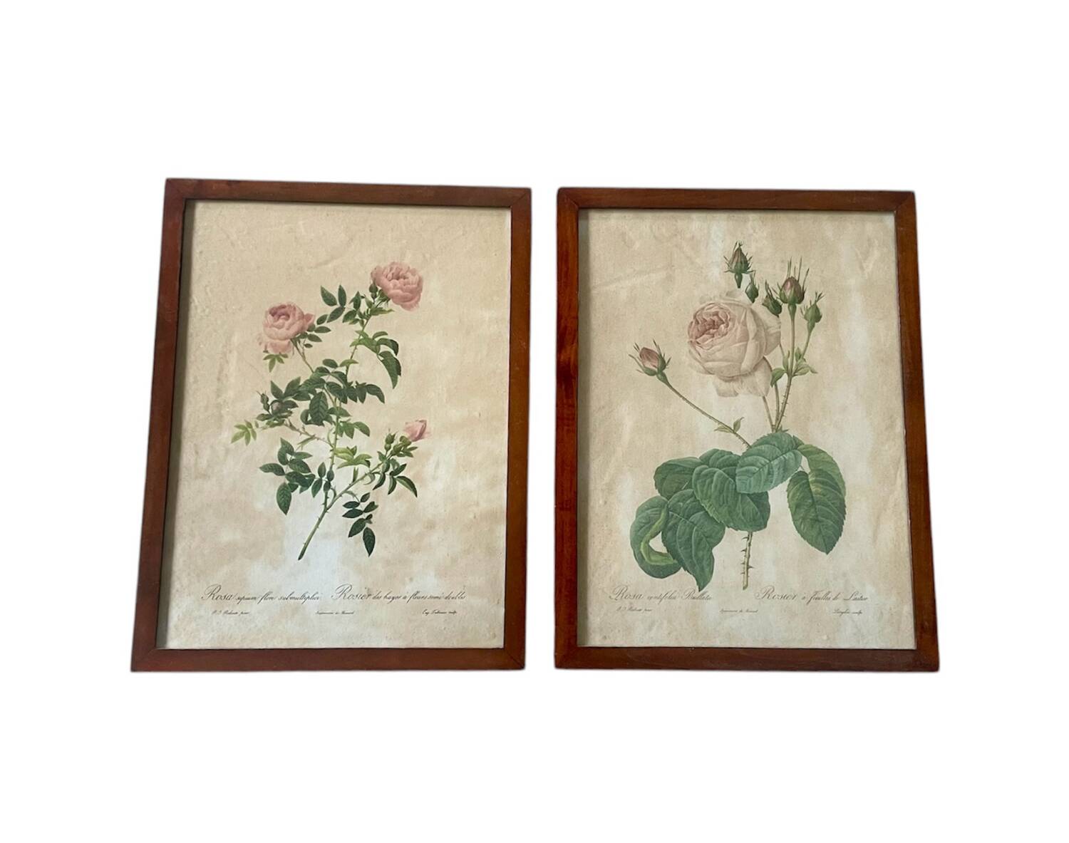 Pair of pink framed reproductions of PJ Redouté