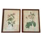 Pair of pink framed reproductions of PJ Redouté