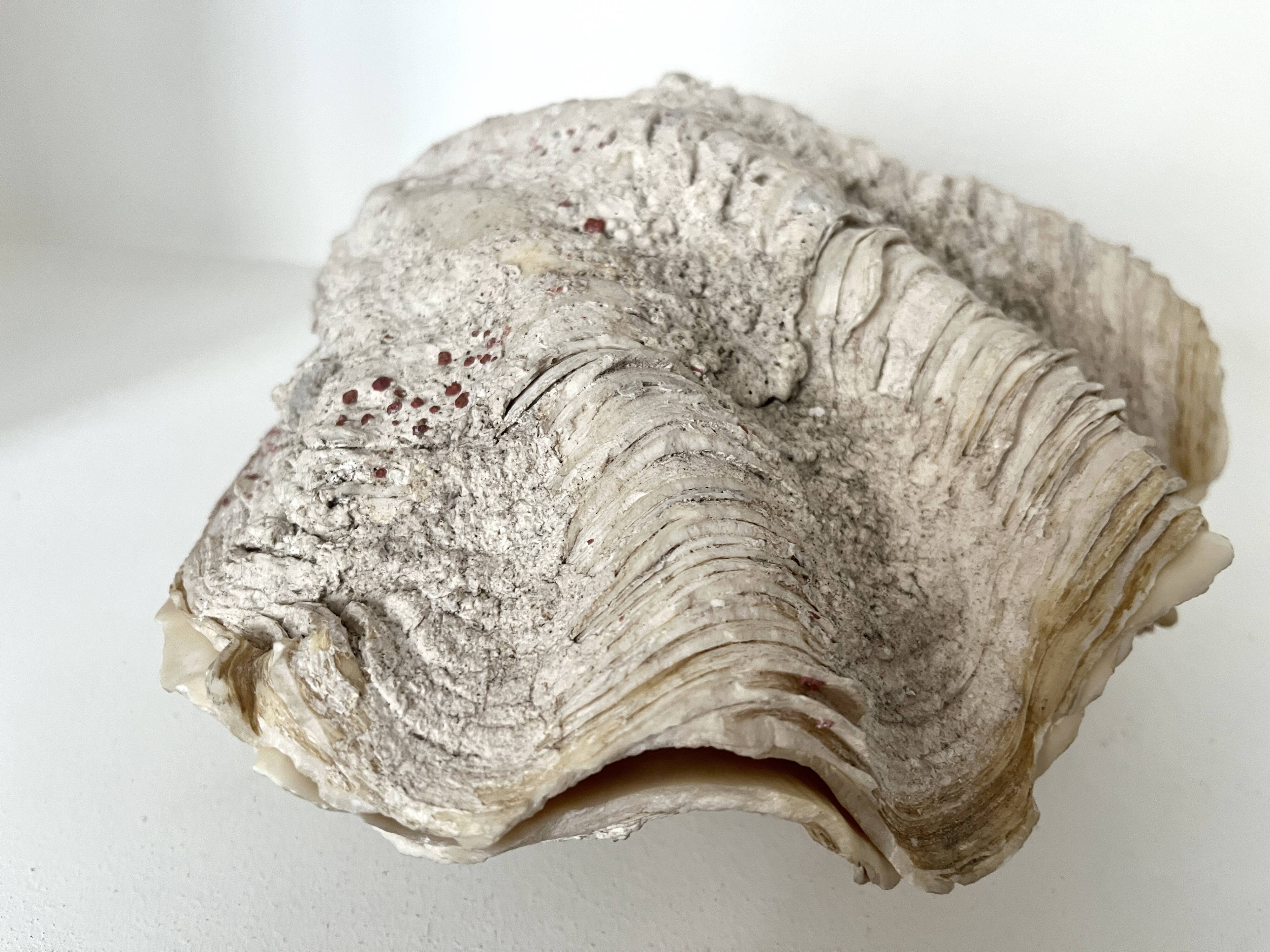 Authentic vintage giant bivalve shell, tridacna gigas shell.
