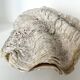 Authentic vintage giant bivalve shell, tridacna gigas shell.