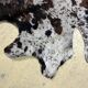 Norman cowhide ht 240 x 230