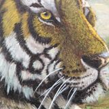 Oil on canvas, resting tiger