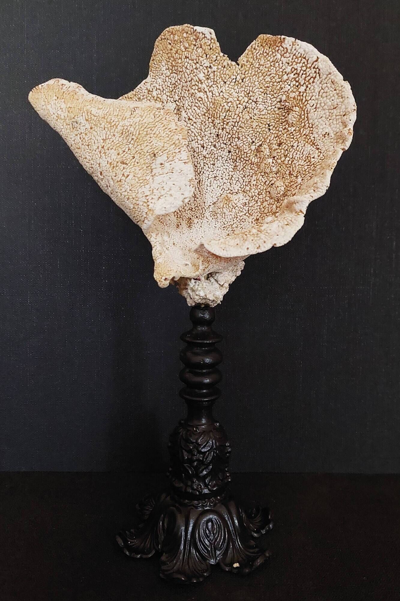 Cabinet of Curiosities sponge carteriospongia foliascens on base
