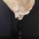 Cabinet of Curiosities sponge carteriospongia foliascens on base