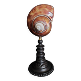 Cabinet of Curiosities copper-plated turbo imperialis shell on base