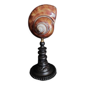 Cabinet de Curiosités coquillage turbo imperialis cuivré sur socle