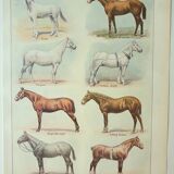 Old engraving 1922 M. Dessertenne - Horse, conformation, anatomy