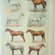 Old engraving 1922 M. Dessertenne - Horse, conformation, anatomy