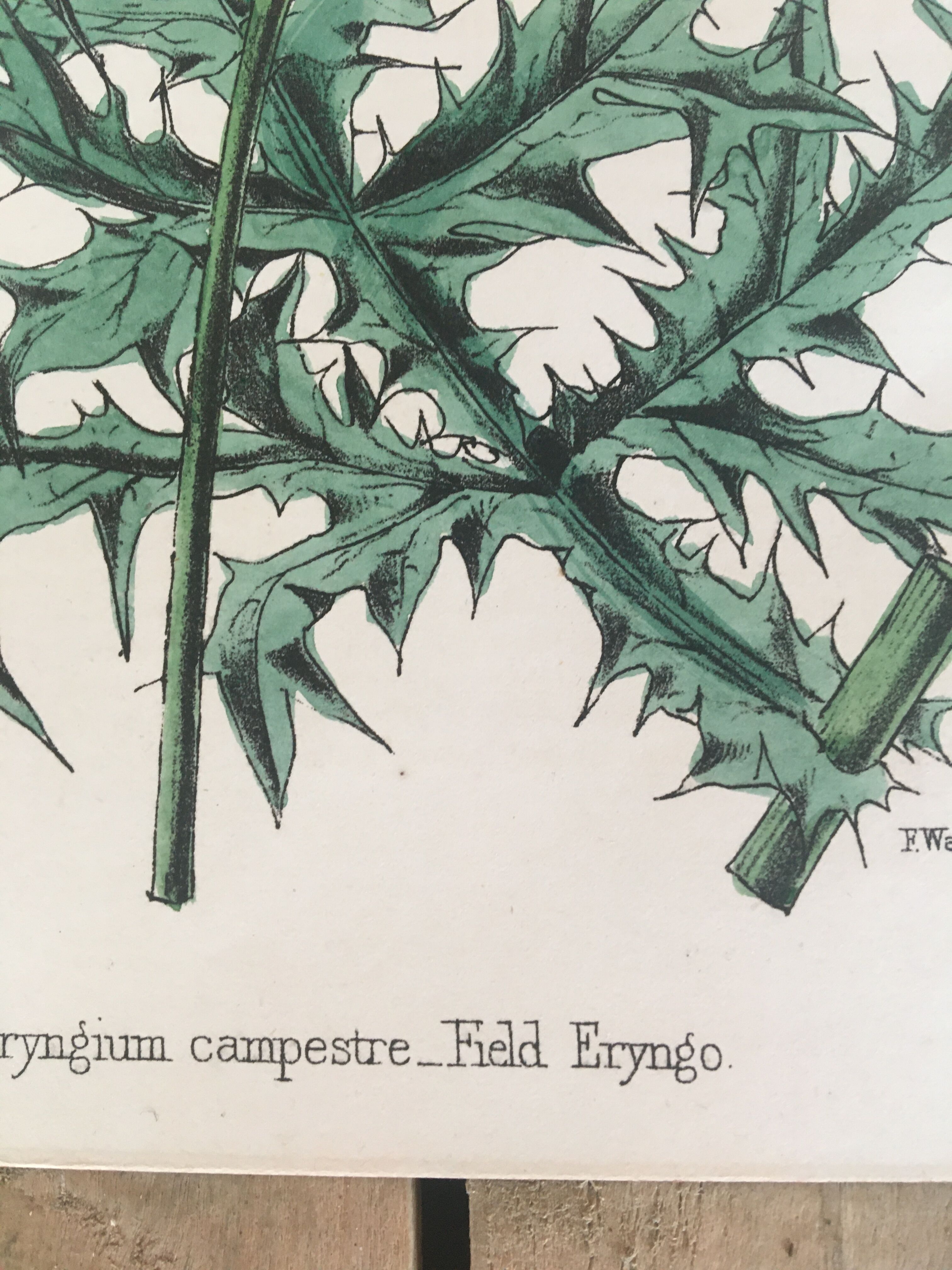 Botanical board, Ed London 1878