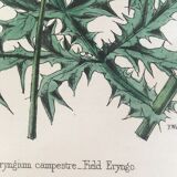 Botanical board, Ed London 1878