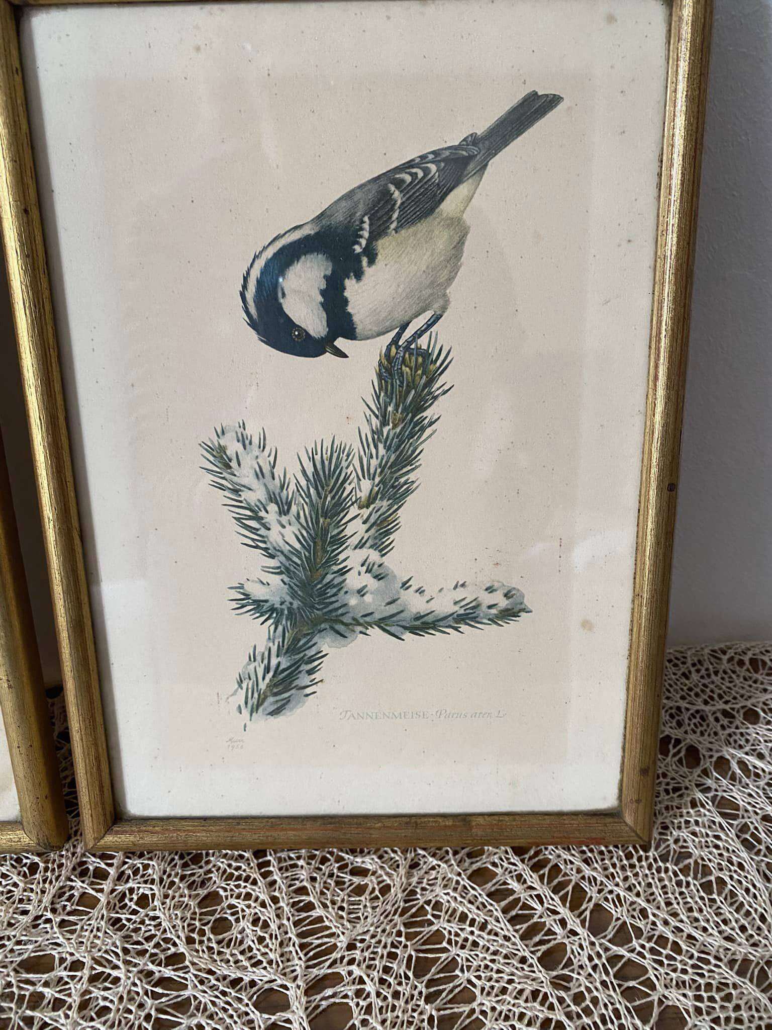 Duo of paintings signed Murr 1956 representing birds. Gilded wooden frame. Under glass.