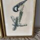Duo of paintings signed Murr 1956 representing birds. Gilded wooden frame. Under glass.