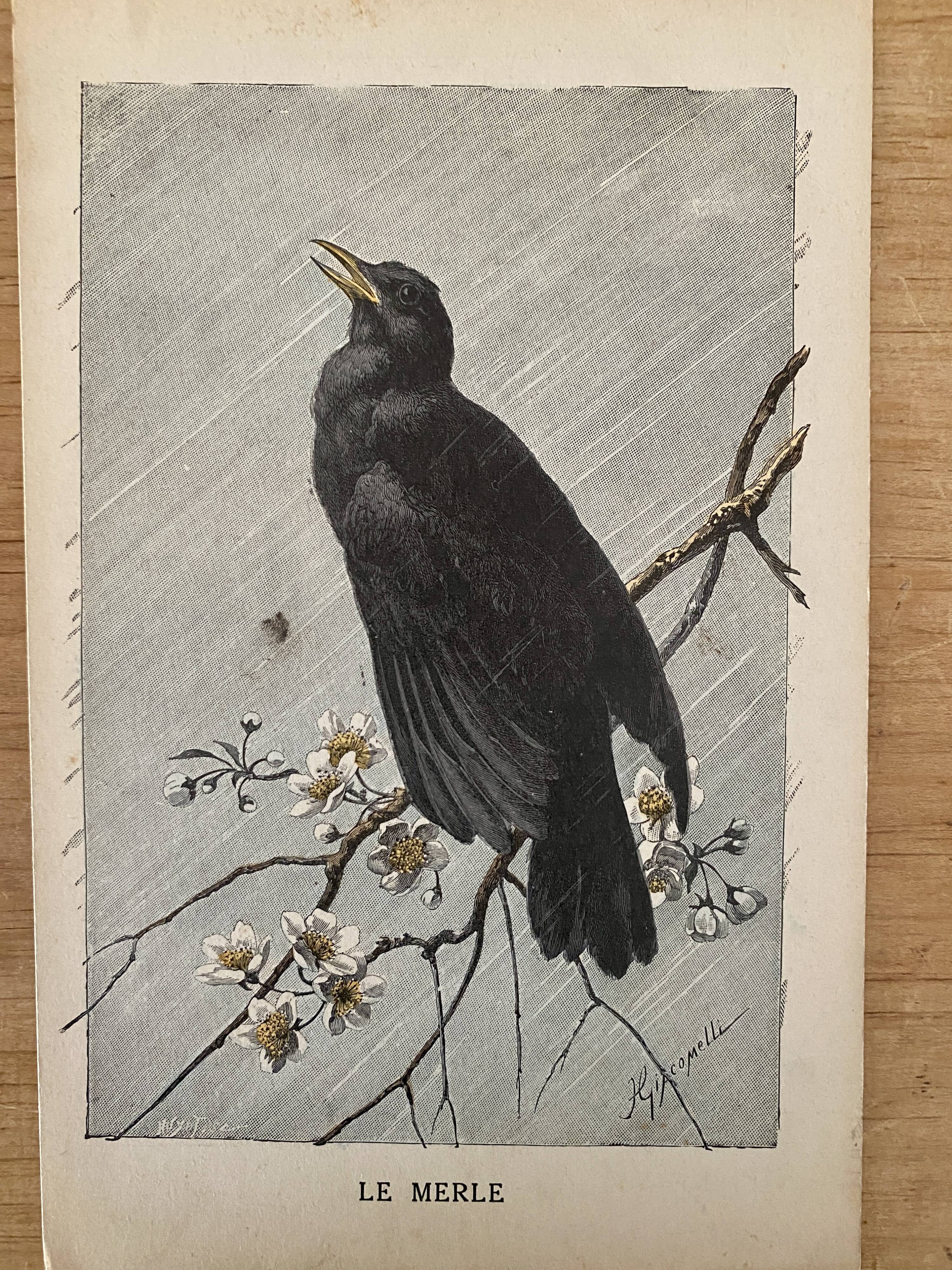 Old engraving of a bird - giacomelli and huyot - le merle -