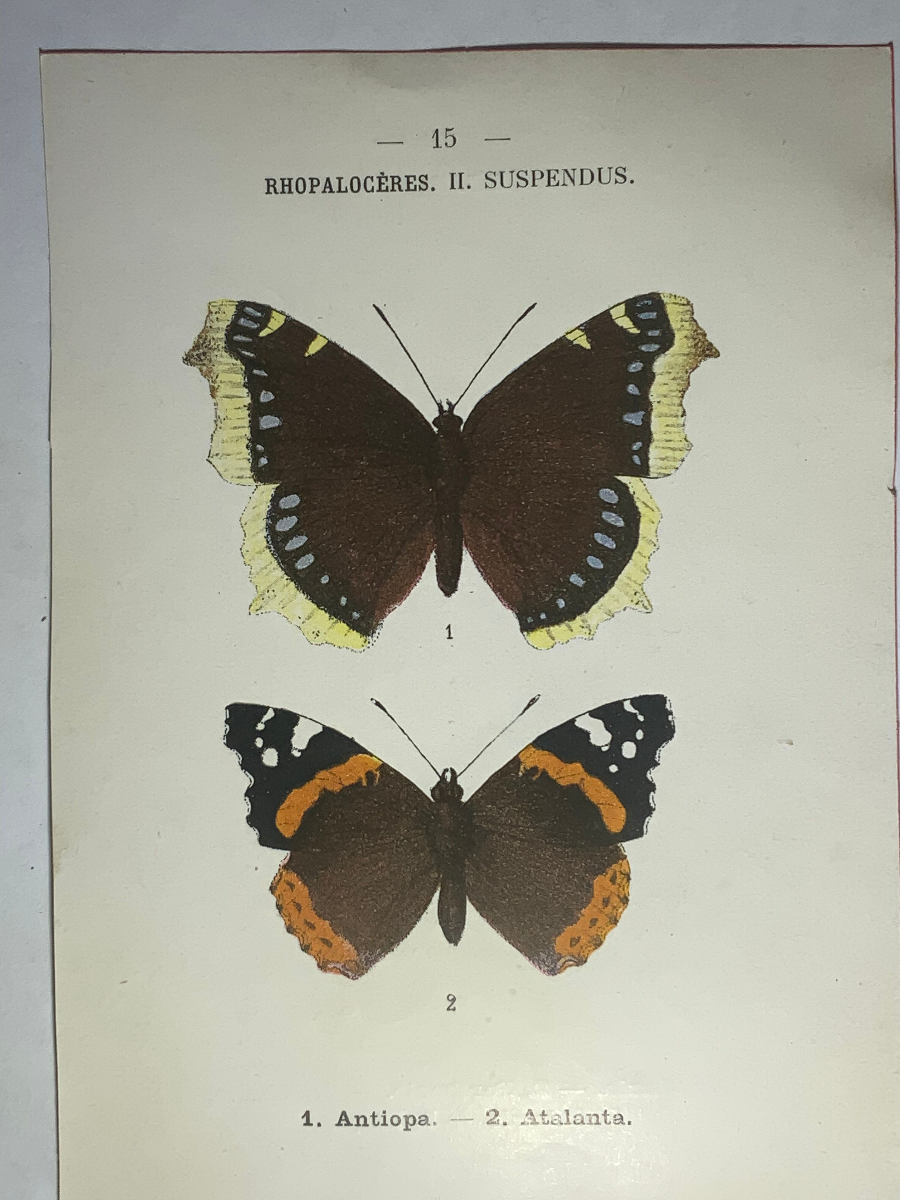 Vintage botanical plate antique butterfly engraving 1903 double-sided G. Denise