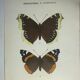 Vintage botanical plate antique butterfly engraving 1903 double-sided G. Denise