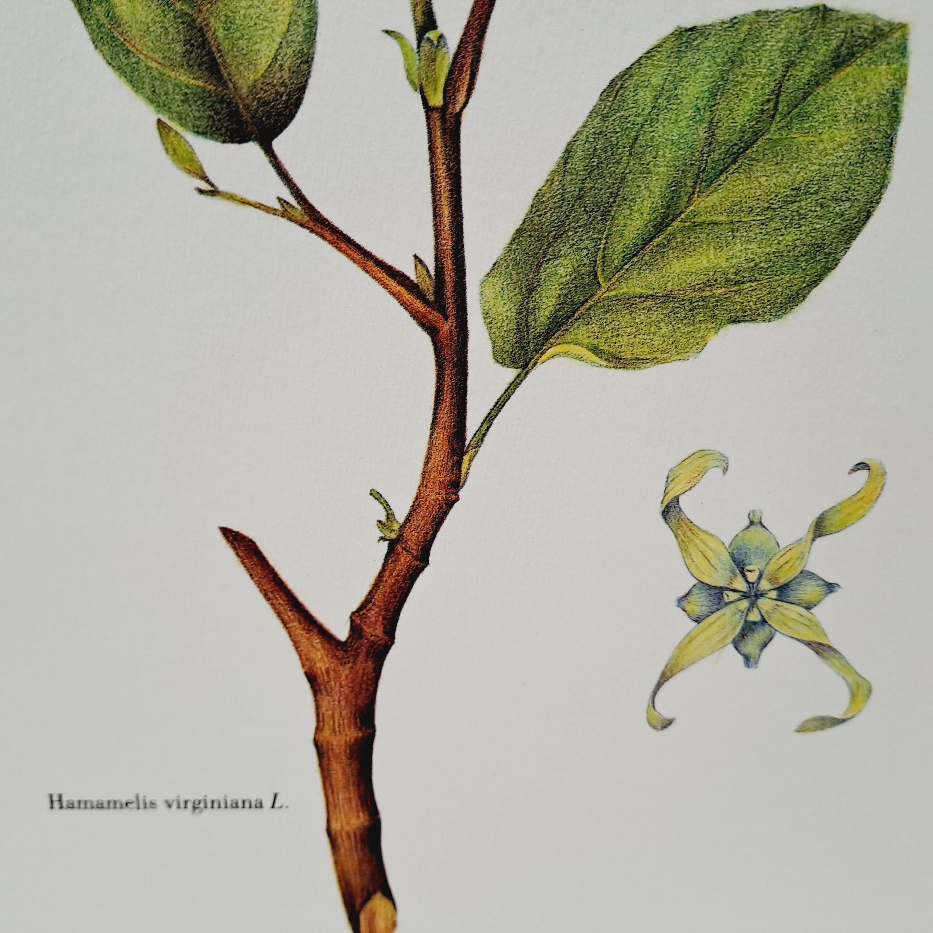 Planche botanique  Hamamélis