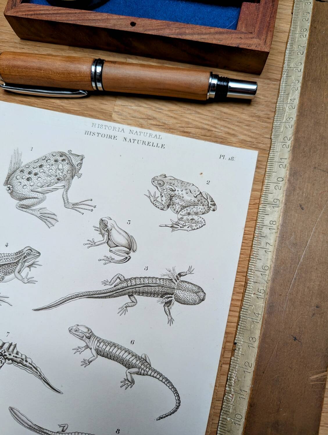 Printed in 1851, Natural History, Amphibians.