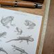 Printed in 1851, Natural History, Amphibians.