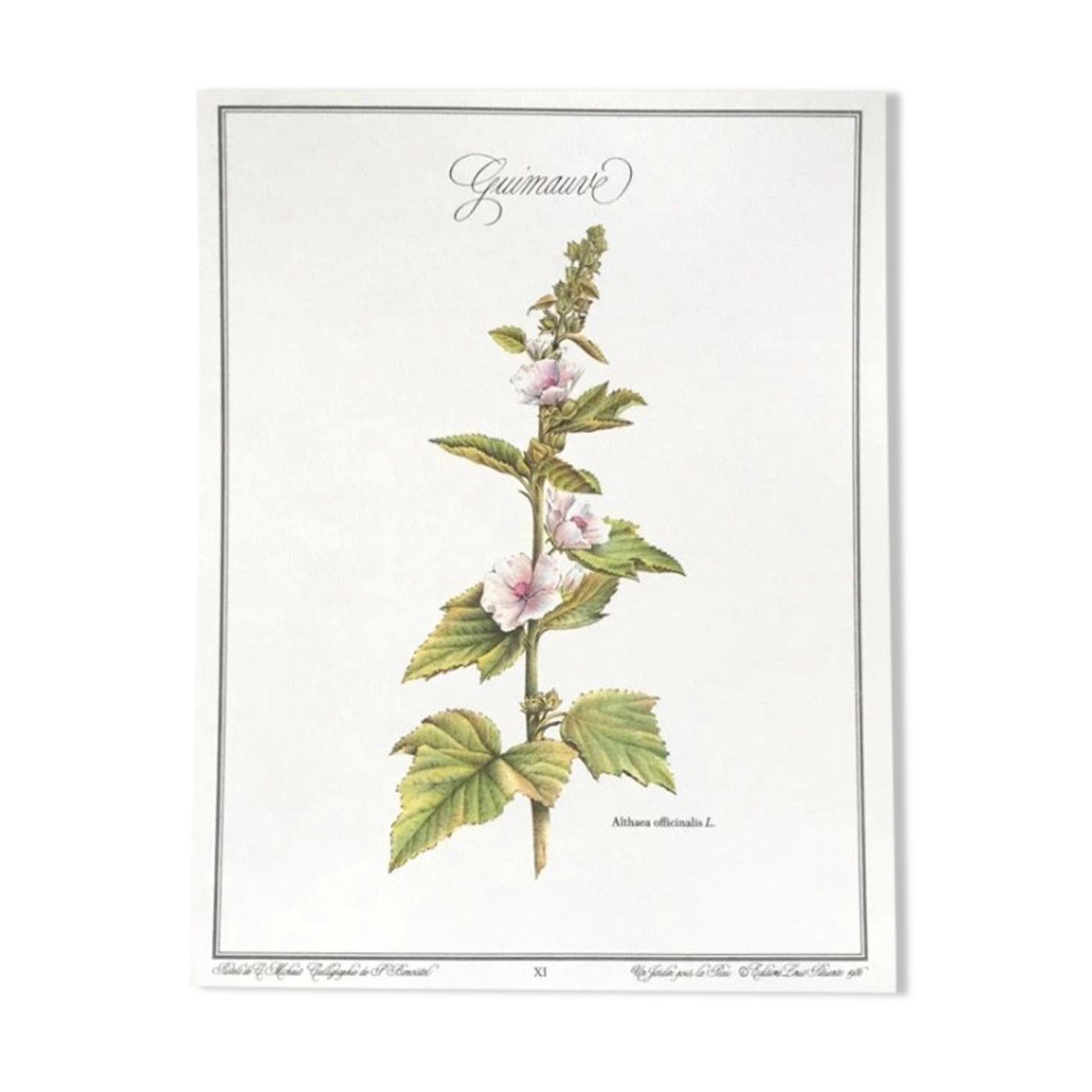 Botanical board the marshmallow