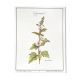 Botanical board the marshmallow