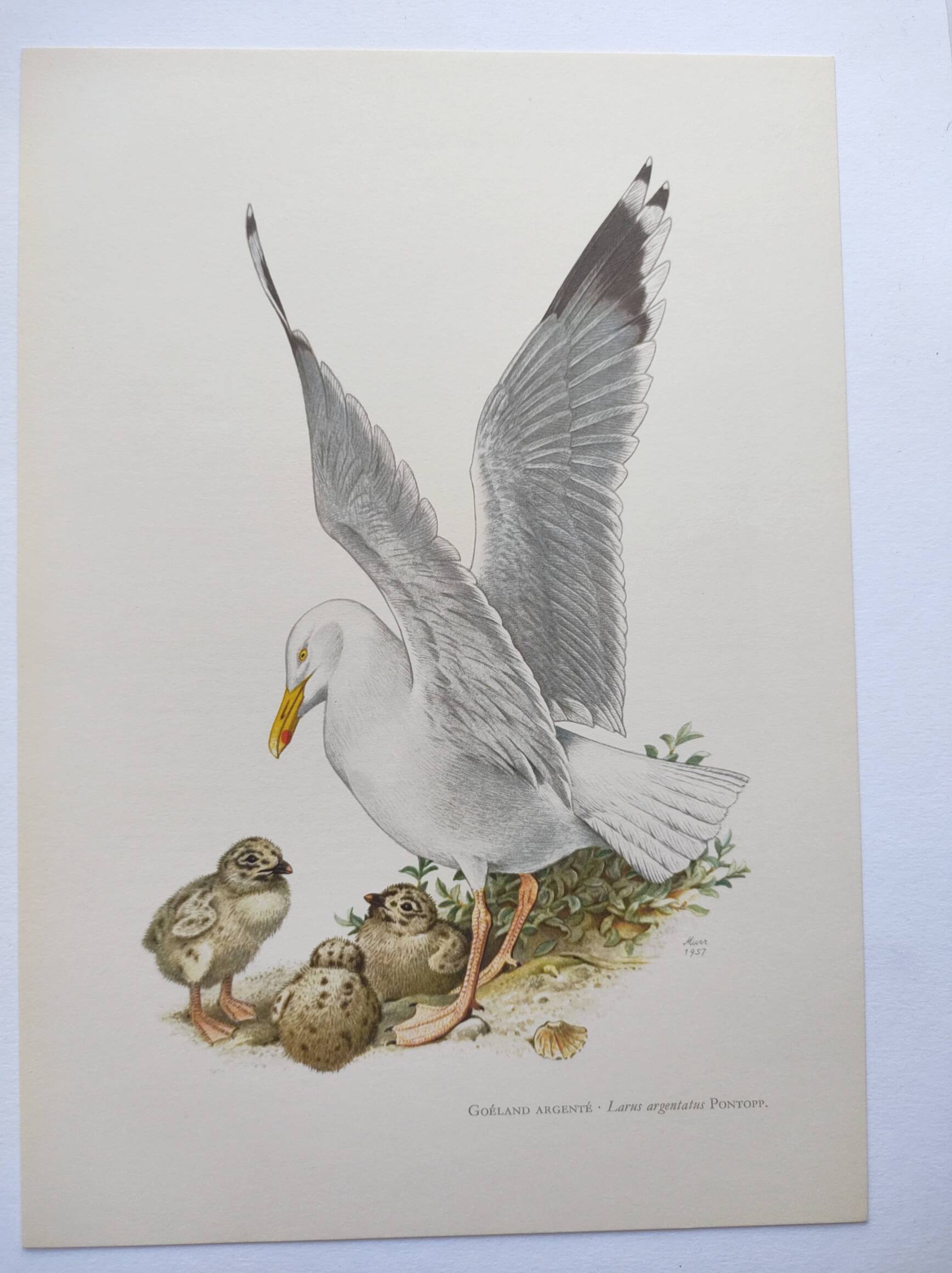 Planche ancienne oiseaux Années 1960 - Goeland Argenté .Illustration nature
