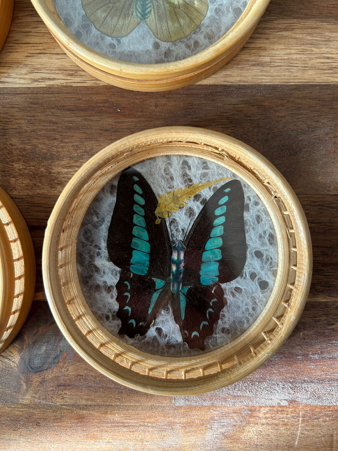 Set of 6 under glass butterfly