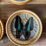 Set of 6 under glass butterfly