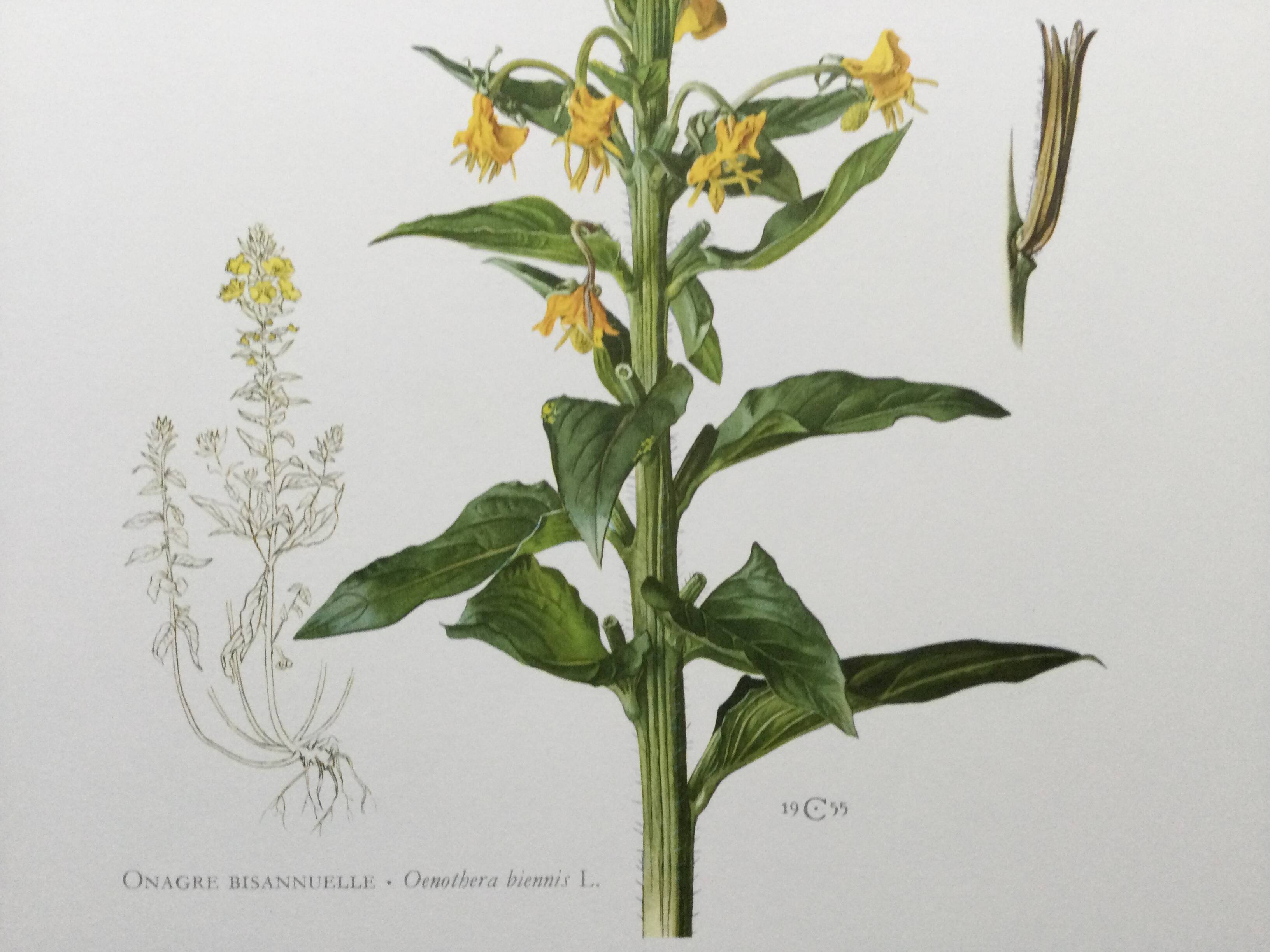 Botanical Illustration Flower Evening Primrose Vintage Print 60s