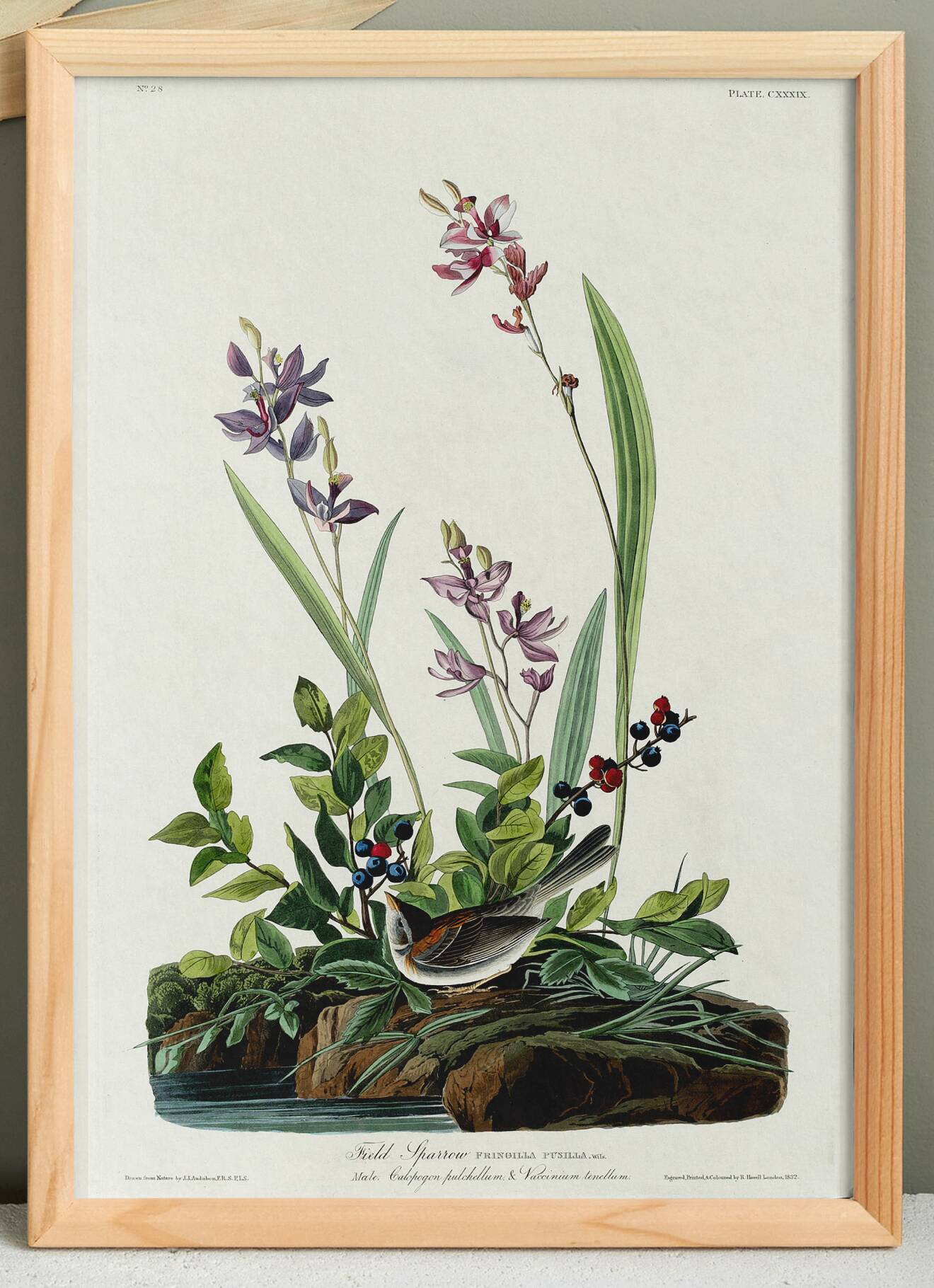 Poster about the Field Bunting, based on an old engraving from 1827.